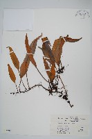 石葦藏品圖，第1張