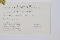 光裏白藏品圖，第2張