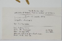 石松藏品圖，第2張