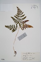 羽節蕨藏品圖，第1張