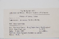 羽節蕨藏品圖，第2張