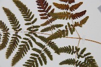 羽節蕨藏品圖，第3張