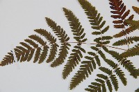 羽節蕨藏品圖，第4張