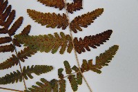 羽節蕨藏品圖，第5張