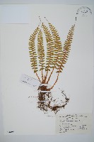 鞭葉耳蕨藏品圖，第1張