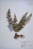 麥稈蹄蓋蕨藏品圖，第1張