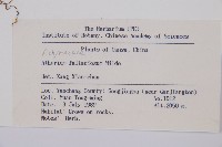 麥稈蹄蓋蕨藏品圖，第2張