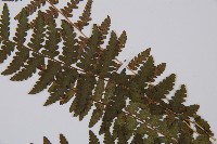 麥稈蹄蓋蕨藏品圖，第5張