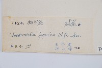 日本狗脊蕨藏品圖，第2張