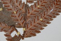 日本狗脊蕨藏品圖，第3張