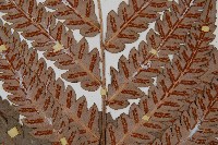 日本狗脊蕨藏品圖，第4張