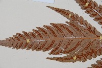 日本狗脊蕨藏品圖，第5張