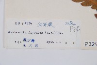 日本狗脊蕨藏品圖，第2張