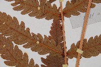 日本狗脊蕨藏品圖，第3張