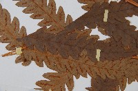 日本狗脊蕨藏品圖，第4張