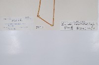 崇澍蕨藏品圖，第2張