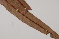 崇澍蕨藏品圖，第3張