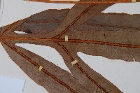 崇澍蕨藏品圖，第4張