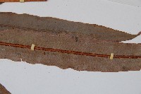 崇澍蕨藏品圖，第5張