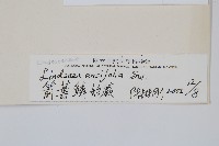 箭葉鱗始蕨藏品圖，第2張