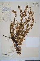 圓葉陵齒蕨藏品圖，第1張