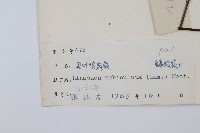 圓葉陵齒蕨藏品圖，第2張