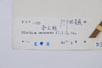 金狗毛蕨藏品圖，第2張