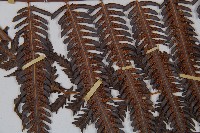 金狗毛蕨藏品圖，第3張