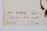 華南鱗蓋蕨藏品圖，第2張