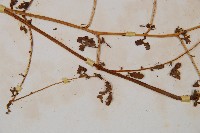 華南鱗蓋蕨藏品圖，第3張
