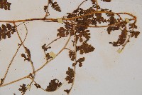 華南鱗蓋蕨藏品圖，第4張