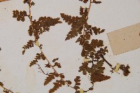 華南鱗蓋蕨藏品圖，第5張