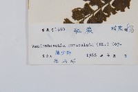 瓶蕨藏品圖，第2張