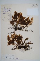 蕗蕨藏品圖，第1張