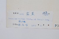 蕗蕨藏品圖，第2張