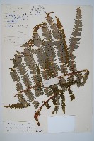 中華裏白藏品圖，第1張