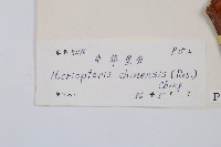 中華裏白藏品圖，第2張