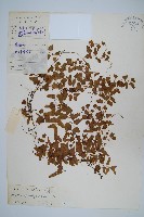 小葉海金沙藏品圖，第1張