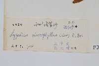 小葉海金沙藏品圖，第2張