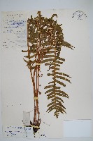 耳形瘤足蕨藏品圖，第1張