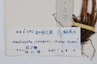 耳形瘤足蕨藏品圖，第2張