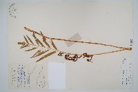 華南紫萁藏品圖，第1張