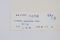 華南紫萁藏品圖，第2張