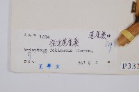 福建蓮座蕨藏品圖，第2張