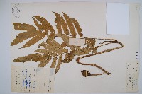 福建蓮座蕨藏品圖，第1張