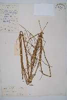 芼管草藏品圖，第1張