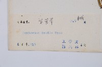 芼管草藏品圖，第2張