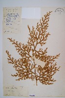 過山龍藏品圖，第1張