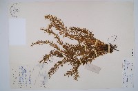 喜馬馬尾杉藏品圖，第1張