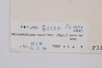 喜馬馬尾杉藏品圖，第2張